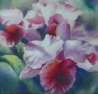 orchids