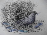 bowerbird