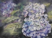 hydrangeas3