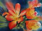 clivia